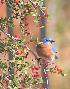 bluebird-in-yaupon-holly-tree-jeanne-kay-juhos